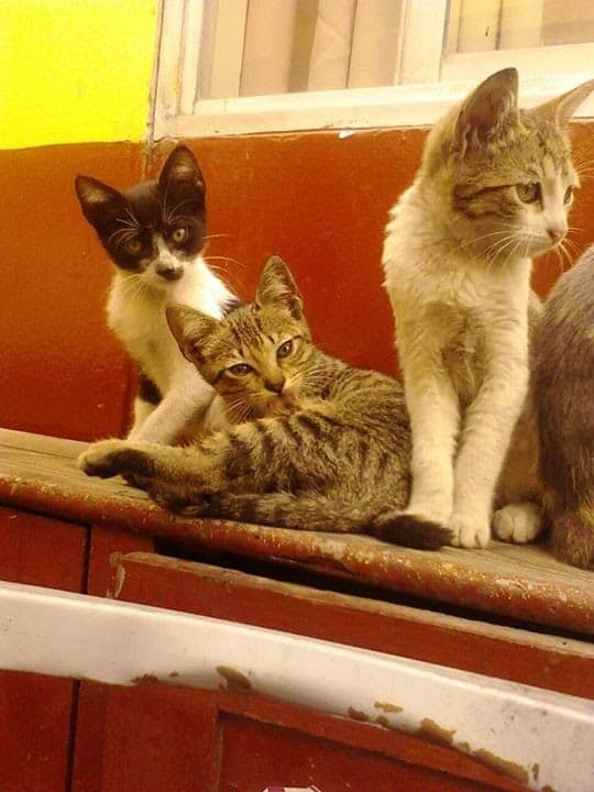 Anuncio para Adoptar un Gatito 11234