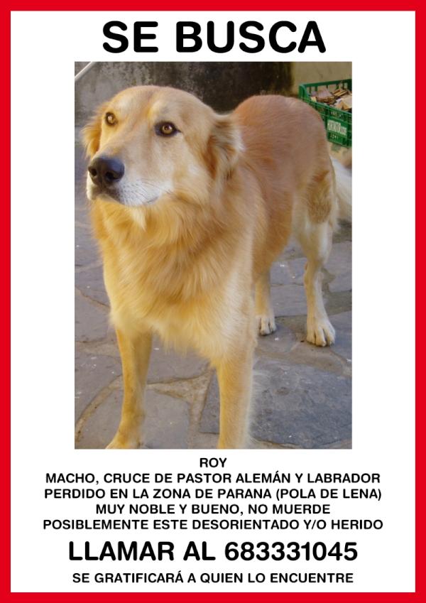 Cartel de un Perro 11476