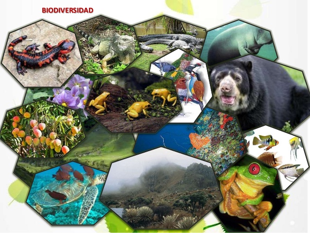 Collage de Biodiversidad 16474