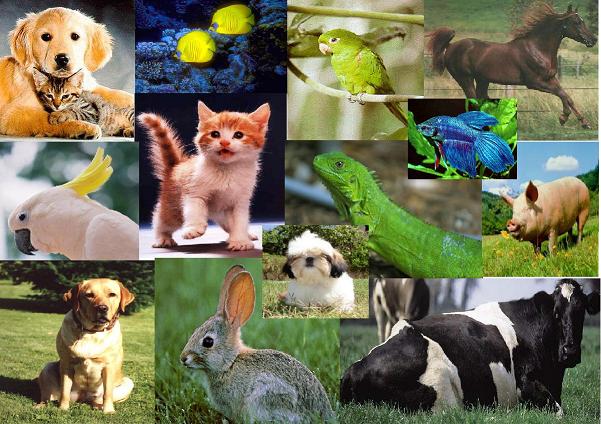 Collage de Mascotas 16492