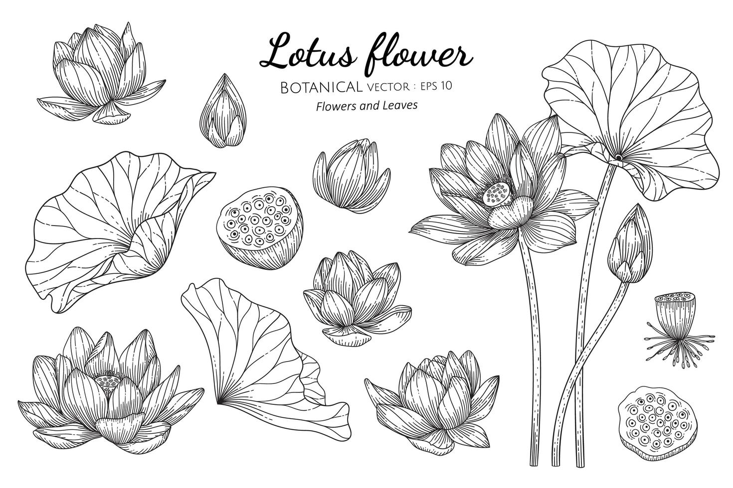 Ilustracion de Botanica 13964