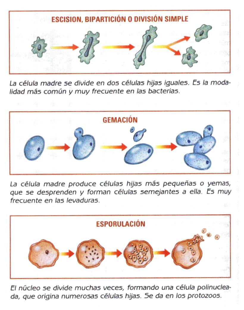 Ilustracion de Gemacion 14005