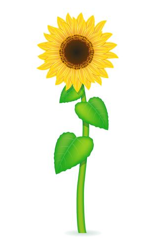 Ilustracion de Girasol 14003