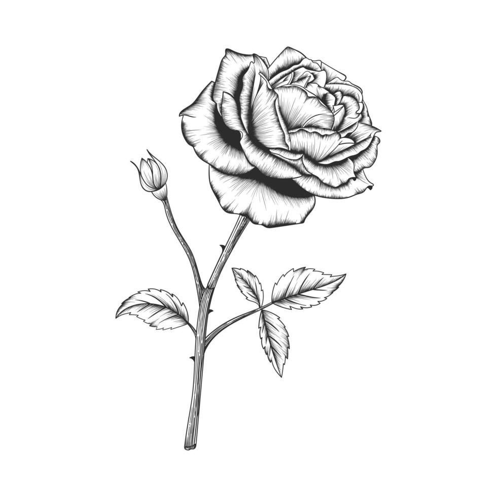 Ilustracion de Rosas 14264