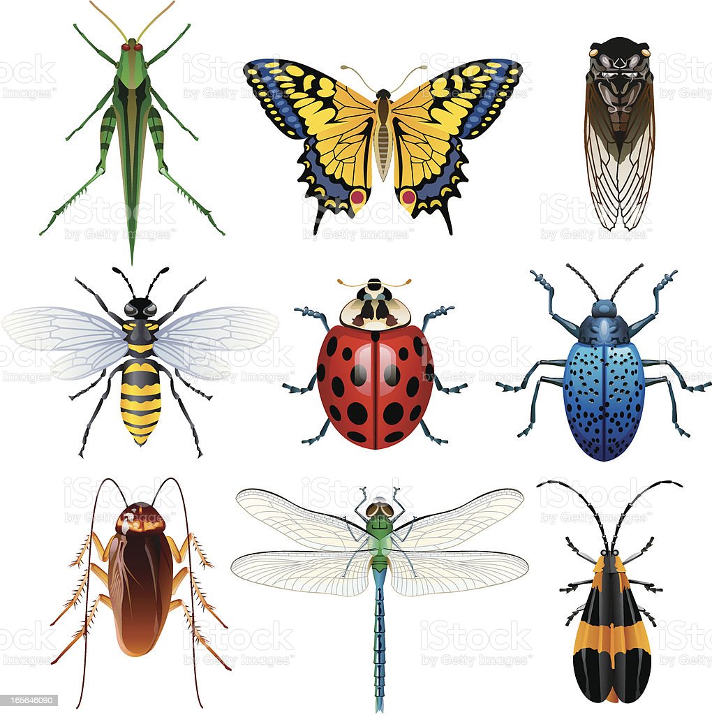 Ilustracion De Un Insecto 14232