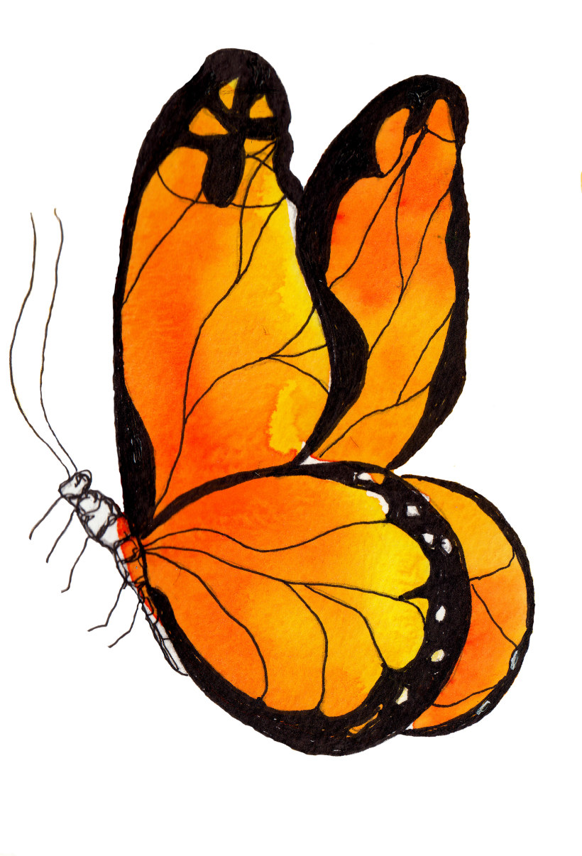 Ilustracion De Una Mariposa 14242