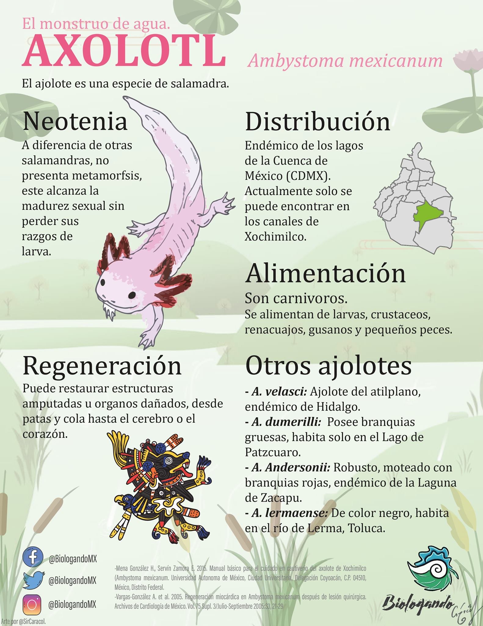 Infografia De Xochimilco 13908