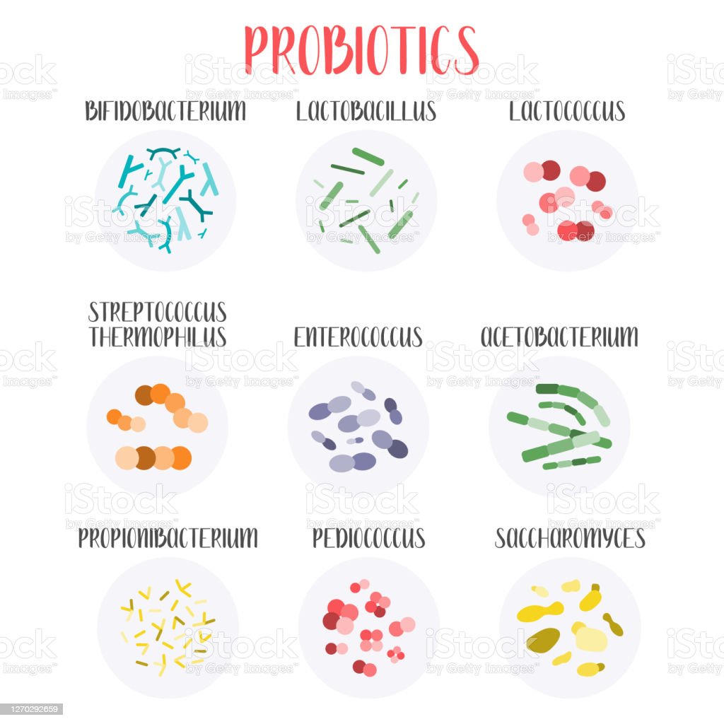 Infografia Sobre Bacterias 13195