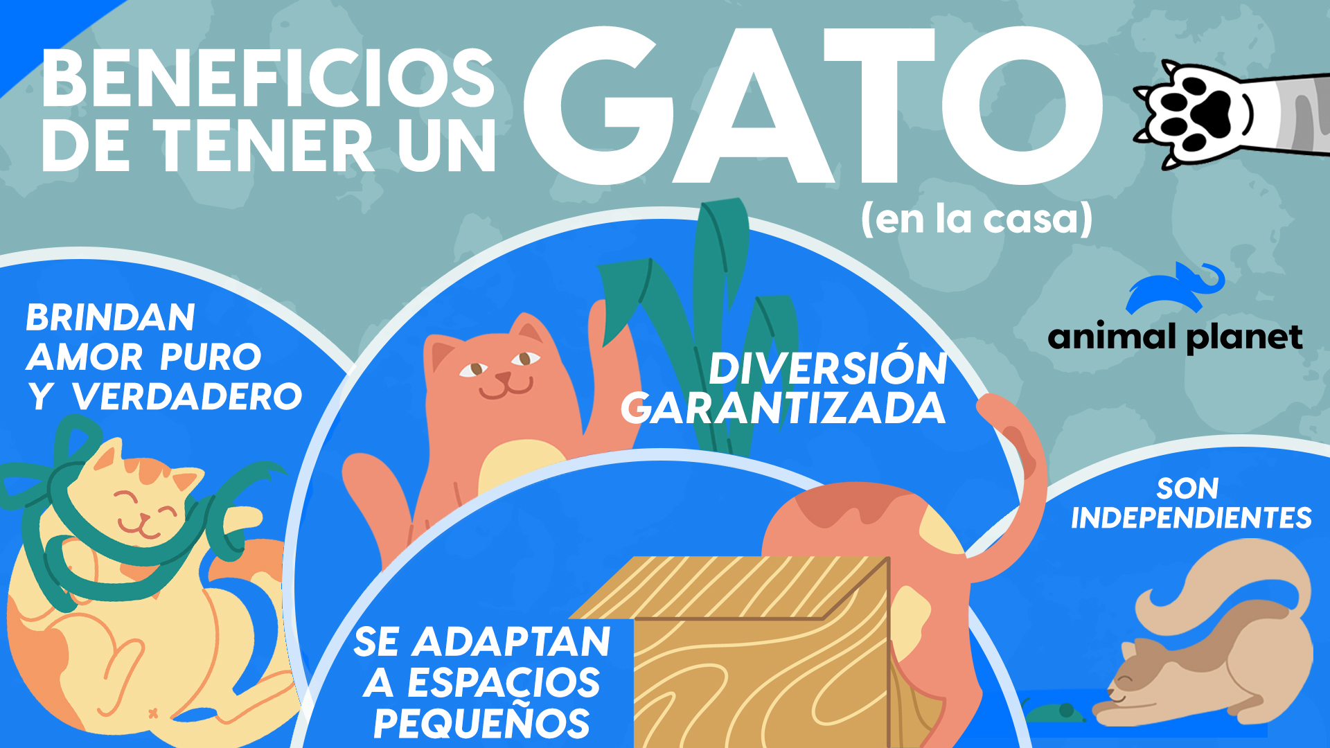 Infografia sobre Gatos 13238